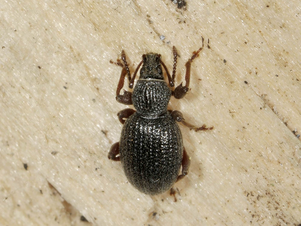 Otiorhynchus ovatus?